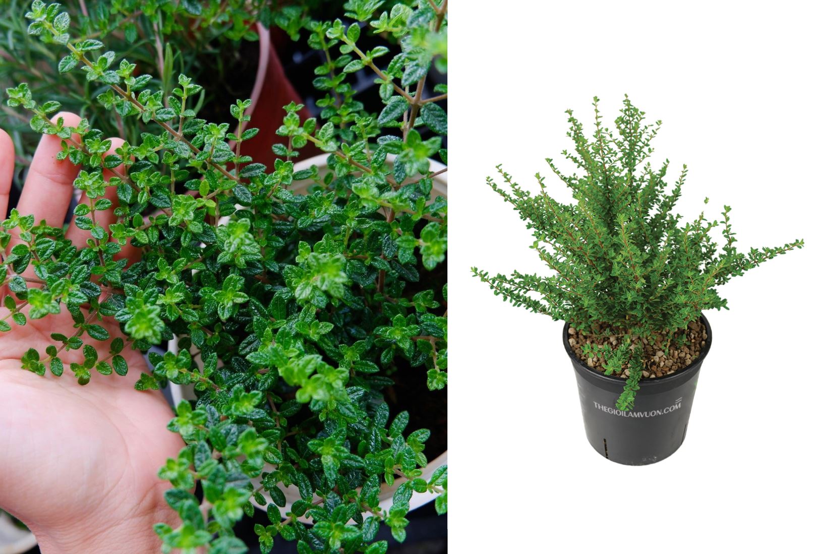 Những lưu ý khi chăm sóc cây Hàm Hương